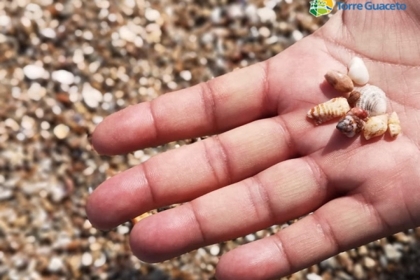 conchiglie-455B8406E-8988-A6EA-91B7-83FAE977D6B8.jpg