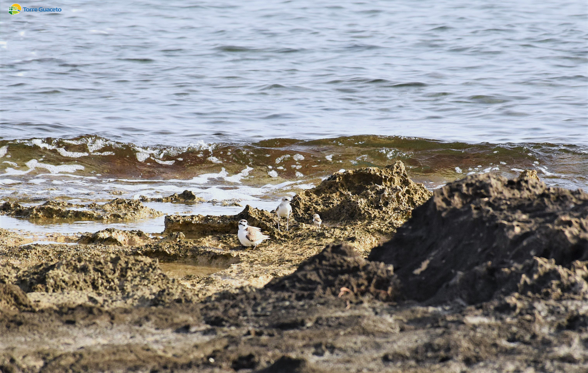 Picco di nidificazioni di fratino a Torre Guaceto, la specie a rischio di estinzione prolifica in riserva. Gli esperti: “Ora si sposterà anche all’esterno, proteggete la costa!”
