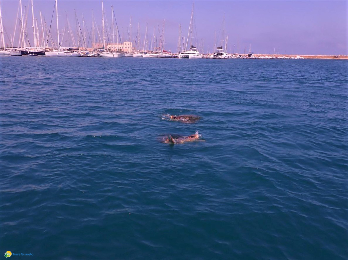 Avvistate tartarughe marine pronte all’accoppiamento, Torre Guaceto: segnalateci i nidi!