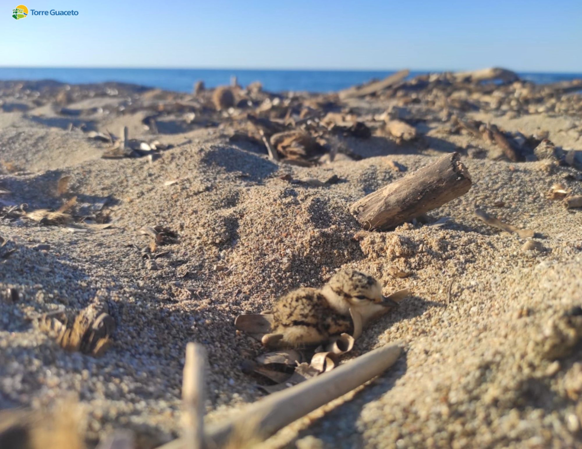 Alla vigilia dell’estate, a Torre Guaceto si contano già 11 nidi di fratino